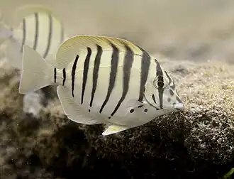 Acanthurus polyzona