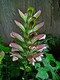 Bractées d'Acanthus balcanicus