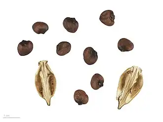 Acanthus mollis au Muséum de Toulouse.