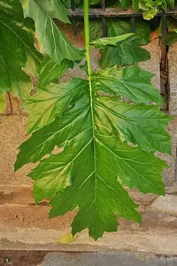 La feuille.