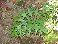 Feuille d'Acanthus spinosus.