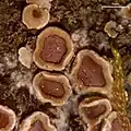 Acarosporales :Acarospora glaucocarpa