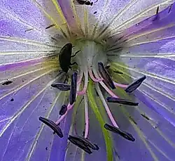 Géranium des prés(Geranium pratense)