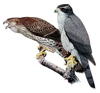 Couple d'Autours des palombes (A. gentilis).