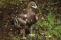 Aigle des steppes
