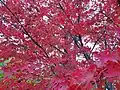 Acer Palmatum en automne