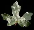 no&nbsp;1