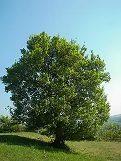 Érable champêtre.