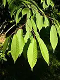 Feuilles d'un érable à feuilles de charme.
