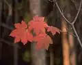 Couleur d'automne