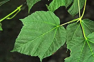 Feuille trilobée