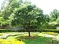 Acer griseum