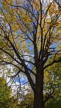 Feuillage d'automne de l'érable noir
