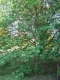 L'arbre entier