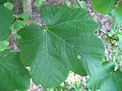 Détail de feuille