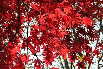 Feuilles de l’acer palmatum 'Osakazuki' en automne.