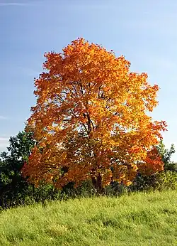 Érable plane (Acer platanoides) en couleurs automnales