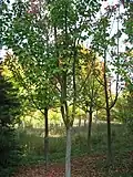 L'arbre entier.