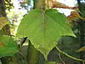 Détail de feuille.