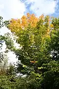 Érable à sucre (Acer saccharum)