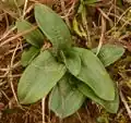 Orchis anthropophora, rosette basale