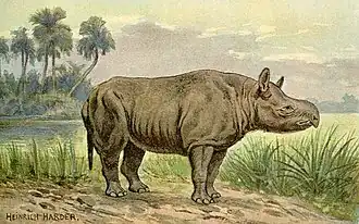 Restitution paléoartistique de Aceratherium