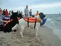 Sauvetage en mer.