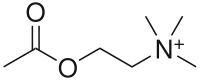 Image illustrative de l’article Acétylcholine