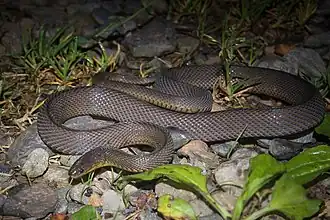Description de l'image Achalinus niger.jpg.