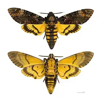 Acherontia atropos - MHNT