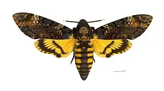Sphinx tête de mort