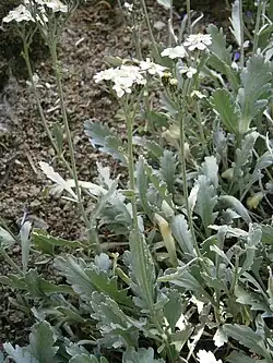 Achillea clavennae.