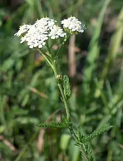 Achillée millefeuille