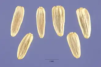 Akènes d’achillée millefeuille.