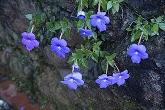 Description de l'image Achimenes grandiflora 0364.jpg.