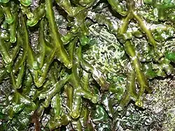 Achrophyllum dentatum.