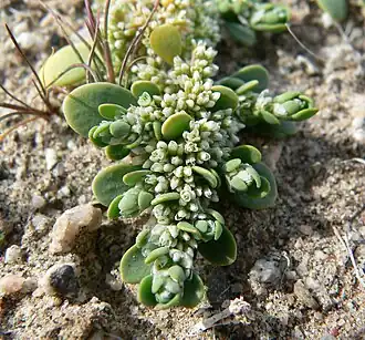 Description de l'image Achyronychia cooperi 4.jpg.