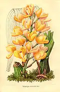 Acineta chrysantha, Charles MorrenJournal d’horticulture 1849
