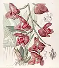 Peristeria humboldtii, The Botanical Register 1843
