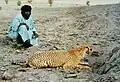 Acinonyx jubatus hecki.