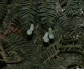 Description de l'image Acmopyle pancheri - unripe cones.jpg.