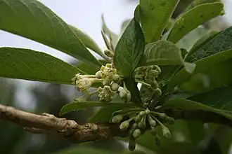 Description de l'image Acnistus arborescens 1.jpg.