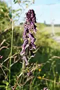 Aconitum lycoctonum subsp. moldavicum.