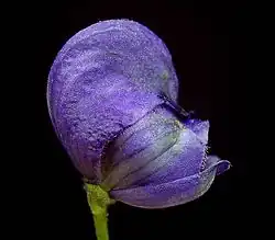 Profil de la fleur
