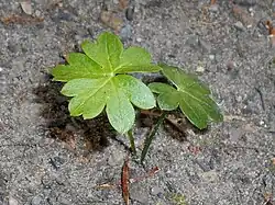 Jeune plante.