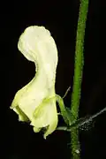 Aconitum lycoctonum subsp. vulparia.