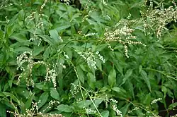 Aconogonon alpinum