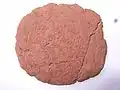 Pain de gland.