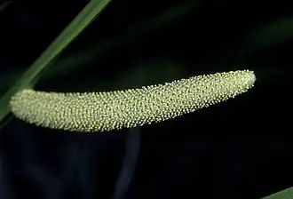 Inflorescence, stade floraison.