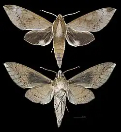 Acosmerycoides